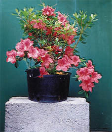 azalea95.JPG (39612 bytes)